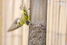 siskin_gdn_130521g.jpg