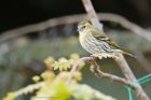 siskin_gdn_130521h.jpg