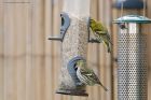 siskin_gdn_130521k.jpg