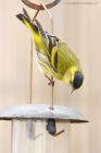 siskin_gdn_130521n.jpg