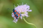 six-spot_burnet_230619a.jpg