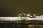 Filename=skimmer_gite2_200622a.jpg
Filesize=711KB
Dimensions=1300x867
Date added=Aug 22, 2024 skimmer_gite2_200622a.jpg