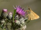 skipper_020711a.jpg