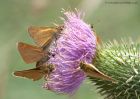 skipper_090611g.jpg