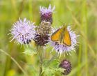 skipper_090707a.jpg