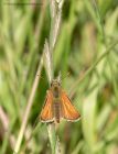 skipper_130711a.jpg