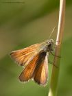 skipper_230711c.jpg