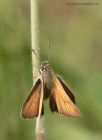 Filename=skipper_230711d.jpg
Filesize=207KB
Dimensions=732x1000
Date added=Jul 28, 2011 skipper_230711d.jpg