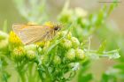 skipper_rockGdns_080720a.jpg