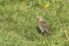 skylark_090415d.jpg