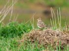 skylark_100508b.jpg