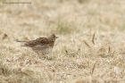 skylark_120413j.jpg