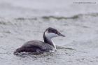 slavGrebe_051011i.jpg