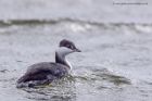 slavGrebe_051011j.jpg