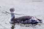 slavGrebe_051011l.jpg