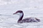 slavGrebe_051011m.jpg