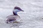 slavGrebe_051011n.jpg