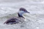 slavGrebe_051011o.jpg