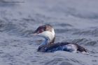 Filename=slavGrebe_051011p.jpg
Filesize=307KB
Dimensions=1000x667
Date added=Oct 09, 2011 slavGrebe_051011p.jpg