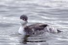 slavGrebe_071011c.jpg