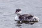 slavGrebe_071011d.jpg