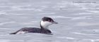 Filename=slavGrebe_071011h.jpg
Filesize=193KB
Dimensions=1000x430
Date added=Oct 09, 2011 slavGrebe_071011h.jpg