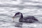 slavGrebe_071011j.jpg