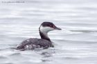 slavGrebe_111011a.jpg