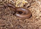 slowWorm_260709f.jpg