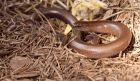 slowWorm_260709h.jpg