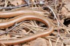 Filename=slowWorms_040515c.jpg
Filesize=339KB
Dimensions=1200x800
Date added=Aug 30, 2015 slowWorms_040515c.jpg