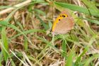 smallCopper_020715a.jpg