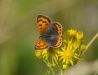 smallCopper_050807a.jpg