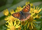 smallCopper_050810e.jpg