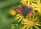 smallCopper_050810f.jpg