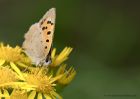 smallCopper_050810j.jpg