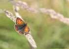 smallCopper_060711d.jpg