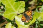 smallCopper_060816a.jpg