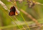 smallCopper_080809a.jpg