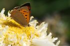 smallCopper_080815a.jpg