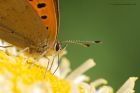 smallCopper_080815b.jpg