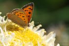 smallCopper_080815e.jpg