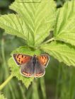 smallCopper_090711a.jpg