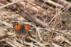 smallCopper_120512a.jpg