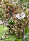 smallCopper_120710e.jpg