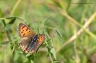 smallCopper_130711a.jpg