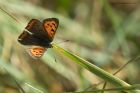 smallCopper_171014a.jpg