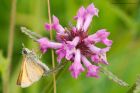 Filename=smallSkipper_010815a.jpg
Filesize=273KB
Dimensions=1200x800
Date added=Dec 01, 2015 smallSkipper_010815a.jpg