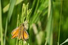 smallSkipper_050716a.jpg