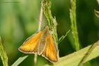 smallSkipper_050716b.jpg